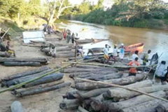 Precious hardwood logs are tied together with lianas and floated down rivers on rafts made from lighter species as trees. 5-6 lighter logs are needed to float each rosewood log, exacerbating the impact of rosewood extraction. mongabay.com