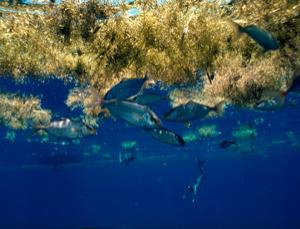 Floating nurseries under threat by Deepwater Horizon spill. Robert Thomas / Getty