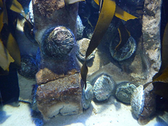 Abelone (Perlemoen) by DanieVDM via flickr