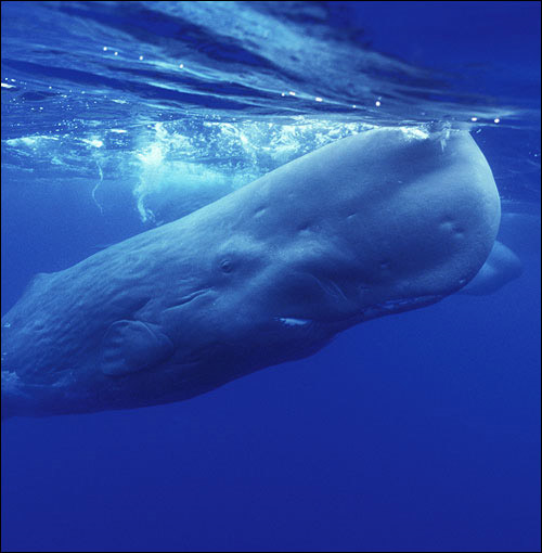 Sperm whale (Physeter macrocephalus). Often considered the archetypal whale, the sperm whale was subject to intense whaling during the 19th century, and again from the 1950's to the end of the 1970's. Prior to commercial whaling, 1.1 million of these great animals roamed the world's oceans. When the last sperm whale was harpooned, around 360,000 remained. No longer exploited, the sperm whale is considered Vulnerable by the IUCN. animal.discovery.com