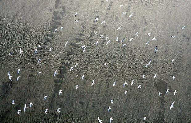 Handout photo provided by Greenpeace on April 30, 2010 shows birds flying over the oil on the waters near Breton Sound Island, southern most tip of the Chandeleur Islands in the Gulf of Mexico, south of Louisiana, where oil leaking from the Deepwater Horizon wellhead continued to spread. Photograph by: Sean Gardner, AFP / Getty Images