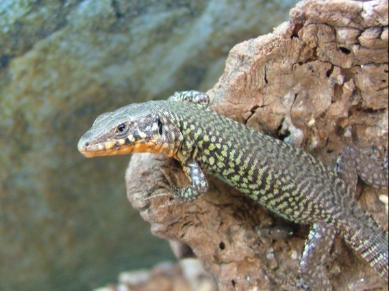 A male Selmunett lizard, now thought to be extinct. Photo by: Arnold Sciberras