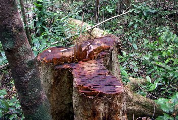 Rosewood logged in n Masoala National Park, a UNESCO World Heritage Site. While the report shows that a number of nations have seen declines in illegal logging, Madagascar has been hit by an illegal logging boom. Photo by: Rhett A. Butler.