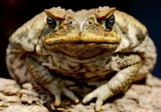 Cane toad. The amphibians were introduced to Australia to control a beetle but have become an aggressively invasive species. Photo: REUTERS