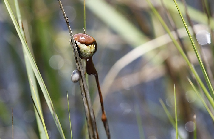 A snail is seen covered in oil in marsh grass near Point Lydia in the Southeast corner of Biloxi Bay on the coast of St. Bernard Parish, Louisiana, 3 July 2010. Gerald Herbert / AP