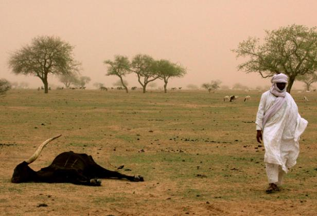 Nomadic tribal chief Ibrahim Mangari walks past a cow that died of hunger, in Gadabeji, Niger, 9 July 2010. AP 