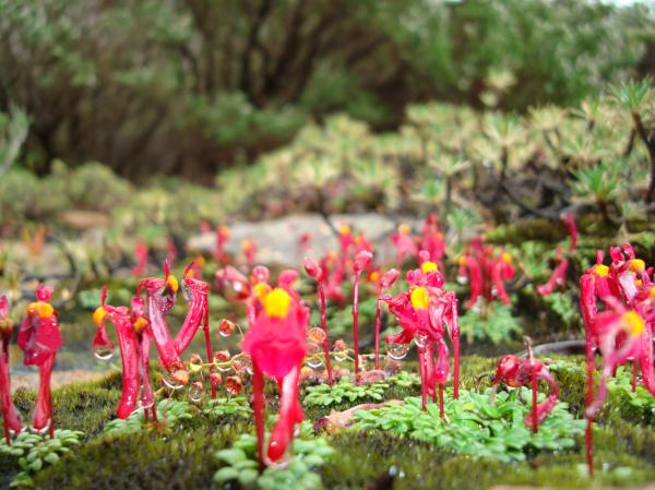 Utricularia menziesii (Redcoats): a rare carnivorous plant in southwest Australia. Image courtesy of Dr. David Roberts