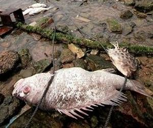 Dead fish wash up on the beach of Hong Kong's Lamma Island. Pollution from a mine owned by a top gold producer has severely contaminated a river in southeastern China, leading to a massive fish kill, the government and state media said Monday. Photo courtesy AFP.