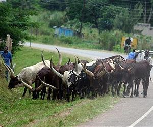 Rapid losses of Africa's native livestock threaten continent's food supply. The breeds include humpless shorthorn and longhorn cattle of West and Central Africa that have evolved in this region along with its parasites for thousands of years and therefore have evolved ways to survive many diseases, including trypanosomosis, which is spread by tsetse flies, and also tick-borne diseases. via terradaily.com