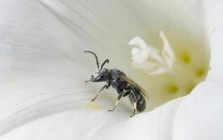 Anagyrus lopezi wasp. REUTERS