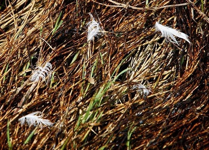 Feathers rest atop oil stained marsh grass in Morgan Harbor in St. Bernard Parish on Tuesday, July 13, 2010. RUSTY COSTANZA / THE TIMES-PICAYUNE