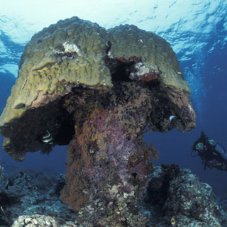 Massive Porites coral, like the one pictured here, in the Great Barrier Reef are not growing as much anymore, most likely because of warmer and more acidic seawater. Courtesy of Jurgen Freund of Freund Factory via scientificamerican.com