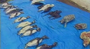 Hundreds of penguins that have apparently starved to death are washing up on the beaches of Brazil, worrying scientists who are investigating what exactly killed them, 21 July 2010. REUTERS 