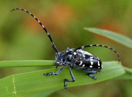 Citrus Longhorn Beetle (Anoplophora cinensis). via gozonews.com