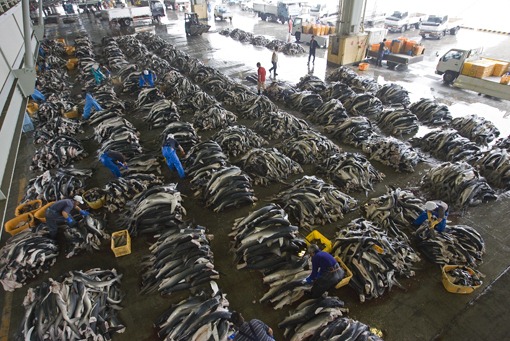 KESEN-NUMA CITY, JAPAN - Workers remove tail, dorsal, and pectoral fins from 75 tons of dead blue shark on the dock at an industrial shark finning facility in Kesen-numa City, Miyagi Prefecture, North East Japan, Tuesday, 06 July 2010. ALEX HOFFORD