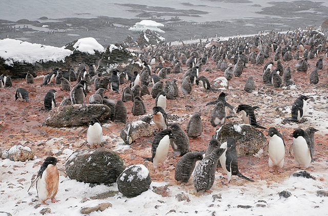 Adelie Penguin rookery, Brown Bluff, Antarctica. Image Copyright 2007: Arthur Morris / BIRDS AS ART