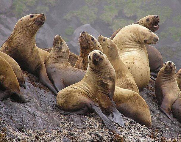 The population of Steller's sea lions in the western Aleutian Islands has declined by 45 percent since 2000. STEVE EBBERT / U.S. FISH AND WILDLIFE SERVICE