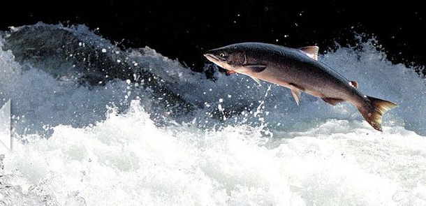 A sockeye salmon jumps from the water, Friday, July 5, 2002, while trying to navigate the Russian River Falls near Cooper Landing, Alaska. The surging water is one of the last hurdles the fish has to clear before it spawns and dies. An orange fishing lure in its mouth hints at a previous close call. Anchorage Daily News archive 2002