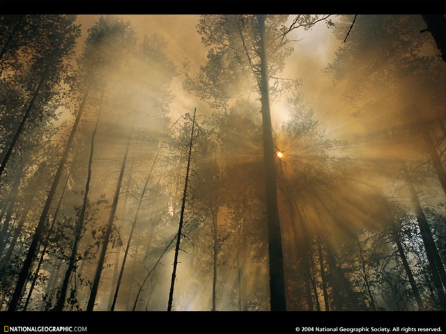 Sunlit Smoke, Siberia, Russia, 2001. Sunlit smoke whispers the firefighter's secret: Life can be beautiful even when the world burns down around you. As fire crackles through a forest's understory, clearing brush and preparing the ground for new life, it's hard for even a sworn adversary not to respect its role in the ecosystem. 'Fires are natural,' one smokejumper says, 'but it's our job to fight them.' National Geographic