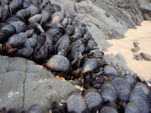 Blue marine mussels. Climate change is causing higher air and water temperatures along the east coast of the United States. These changes have shrunk the geographic region where blue mussels are able to survive. iStockphoto / Benjamin Lawrenson