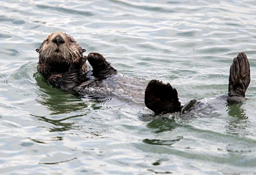 This otter looks content in Moss Landing, but as the marine mammal's numbers slip, funding to study otters has too. Buy this photo. Chad Ziemendorf / The Chronicle