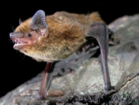 The Nathusius' pipistrelle bat is among the species badly affected by Russia's wildfires. (c) Suren Gazaryan