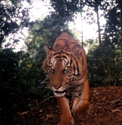 This tiger photo is one of the 5,000 plus camera-trap images used to develop the Wildlife Picture Index, a new way to measure biodiversity across large landscapes. Wildlife Conservation Society