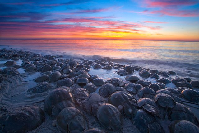 HORSESHOE CRABS, Delaware Bay, Delaware, USA. In this ancient ritual that predates the dinosaurs, thousands of horseshoe crabs emerge from the water to spawn in the pre-dawn light. The timing of the moon cycle, tides, sunrise, and weather, are important elements in making this photo possible. Steve Greer / mnh.si.edu