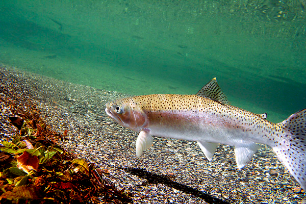Steelhead Smith River, California. This Steelhead was found finning underneath the redwoods of northern California. fisheyeguyphotography.com