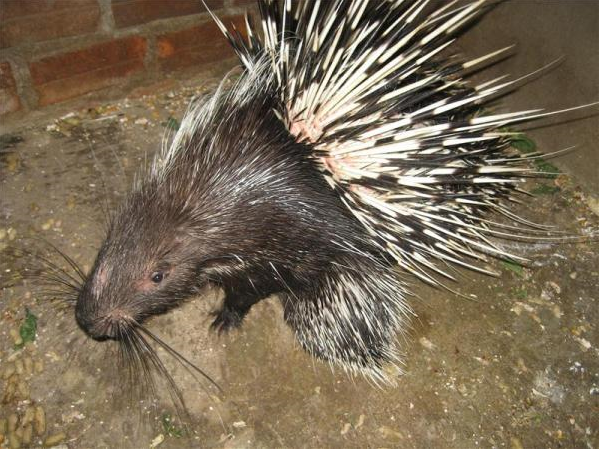 A farmed porcupine in Vietnam. University of East Anglia
