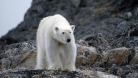 A polar bear on Russia's Chukchi Peninsula. WWF / Russia