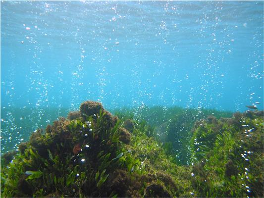 CO2 vent around the island of Ischia. (Credit: &copy; University of Plymouth)
