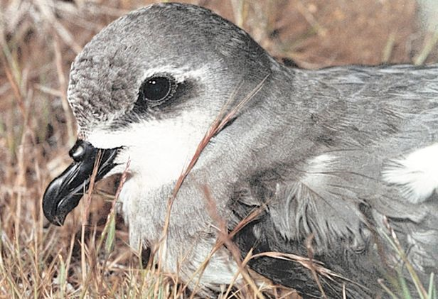 Zino's Petrel, one of the rarest birds in the world. Birds restricted to islands  are particularly susceptible to extinction. T MAUL / FREIRA CONSERVATION PROJECT