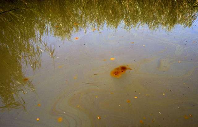 A swirl of Deepwater Horizon oil is seen near stained marsh grass near Pass a Loutre in Plaquemines Parish southeast of Venice Sunday August 8, 2010 during a tour with Ben Weber of the National Wildlife Federation said that the recent claims by National Oceanic Atmospheric Administration and the Department of Interior that three quarters of the oil is out of the Gulf includes areas that are already impacted like Pass a Loutre. MATTHEW HINTON / THE TIMES-PICAYUNE