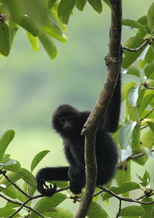 A critically endangered cao vit gibbon, a subspecies of the eastern black crested gibbon, in the new Bangliang Cao Vit Gibbon Nature Reserve. Photo by: Zhao Chao, FFI.