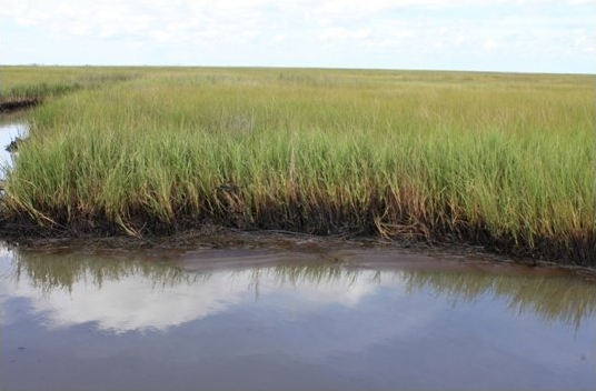 This oily marsh in Bay Jimmy near Venice was photographed 8 September 2010. U.S. Army photo, Louisiana National Guard Public Affairs Office