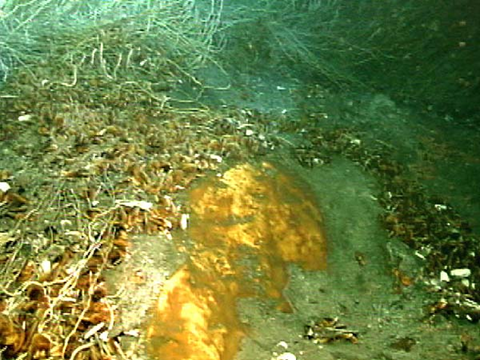 Tubeworms and mussels on top of a hydrate mound, Gulf of Mexico 2002. The yellowish methane hydrate provides a source of methane for the mussels living on top of them. A little further from the hydrate, we see lots of tubeworms growing. They may be connected to the hydrate too, since the microbes in the sediment that turn seawater sulfate into sulfide need methane for energy. Image courtesy of NOAA / OER
