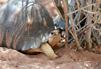 Radiated tortoise in Madagascar. Photo by Rhett Butler