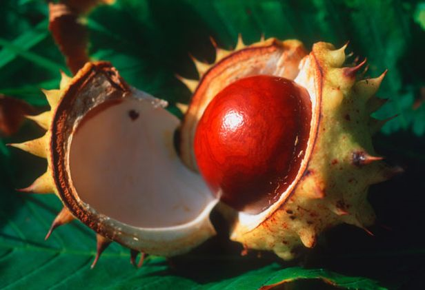 The average conker in Britain has shrunk during the past few decades. alamy / independent.co.uk