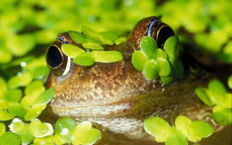 Common frog, Rana temporaria  Photo: ALAMY / telegraph.co.uk