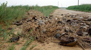 Dead horseshoe crabs stranded in Port Mahon, Delaware Bay, Delaware. Rocks placed along the beach to protect the coast are preventing the crabs from returning to their habitat. Photograph: Peter Funch