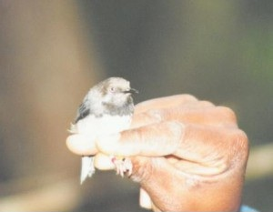 One of the world's most critically endangered birds, Kenya's taita apalis (Apalis fuscigularis). Lawrence Wagura / BirdLife International / scientificamerican.com