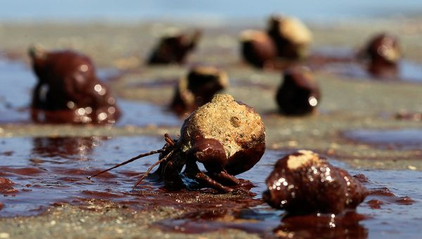 Hermit crabs struggle through patches of oil from the Gulf of Mexico spill on a barrier island off East Grand Terre Island, Louisiana, Sunday, June 6, 2010. The thickness of the crude oil afflicting some Louisiana beaches is apparently sufficient to stymie even much larger life-forms. Photograph by Charlie Riedel / AP / nationalgeographic.com