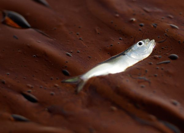 Amid oil from the Deepwater Horizon spill, a dead fish floats in Bay Long off Louisiana on Sunday, 6 June 2010. Photograph by Charlie Riedel / AP / nationalgeographic.com