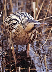 The bittern is one of 24 species whose fortunes improved after 1994. Adult bittern wading in reedbed at the Lee Valley Country Park - Andy Hay (rspb-images.com, Ref: 2000_1140_009)