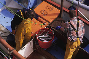 Existing fisheries agreements are being thrown into chaos as fish stocks move in response to climate change. &copy; Edward Parker / WWF-Canon