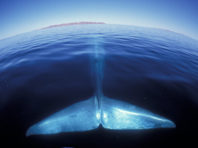 Blue Whale Tail, Baja, California, USA - Amos Nachoum. letsbuyit.co.uk