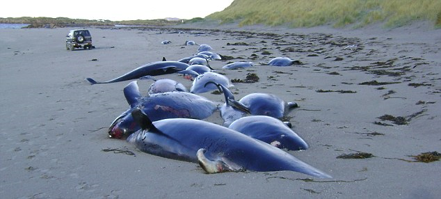 Stranded: On Saturday, 13 November 2010, 33 whales were found beached on County Donegal beach in one of the biggest mass whale deaths around the British Isles for years. dailymail.co.uk