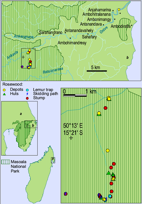 A biological survey in Northeastern Madagascar has turned up evidence of extensive logging in Masoala National Park, a UNESCO World Heritage Site renowned for its biologically-rich rainforest. The findings suggest that harvesting of valuable hardwoods&mdash;including rosewood, ebony, and palissander&mdash;continues despite an official ban on the logging and export of timber. mongabay.com