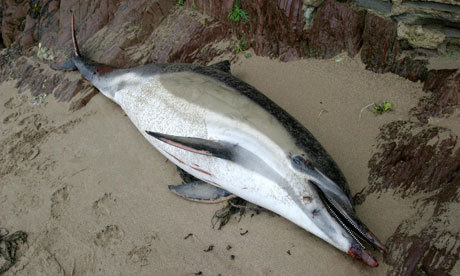 More than 500 dolphins, porpoises and whales became stranded on British beaches in 2010. Photograph: Greenpeace / PA